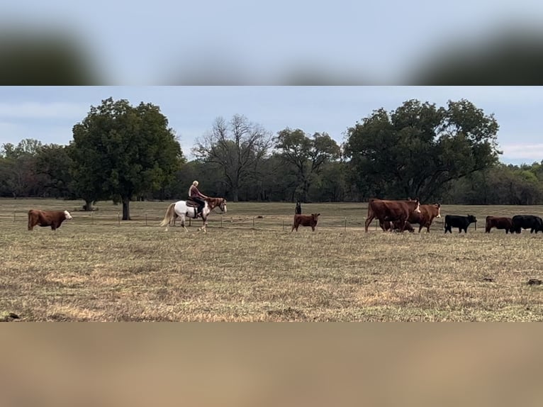 Appaloosa Castrone 8 Anni 135 cm Roano rosso in Weatherford, TX