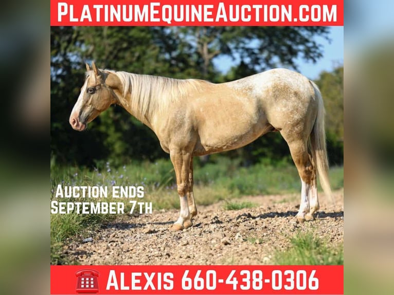 Appaloosa Castrone 8 Anni 145 cm Palomino in Cole Camp MO