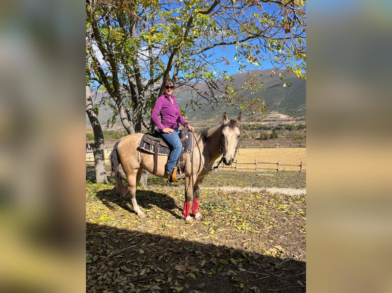 Appaloosa Castrone 8 Anni 146 cm in Capestrano