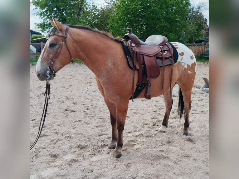 Appaloosa Castrone 8 Anni 147 cm Baio ciliegia in Leutersdorf