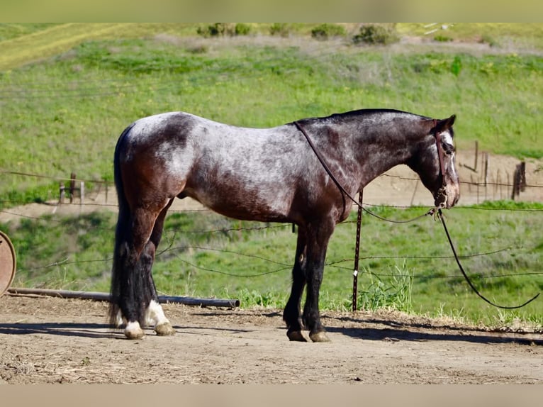 Appaloosa Castrone 8 Anni 147 cm Baio ciliegia in Tres Pinos