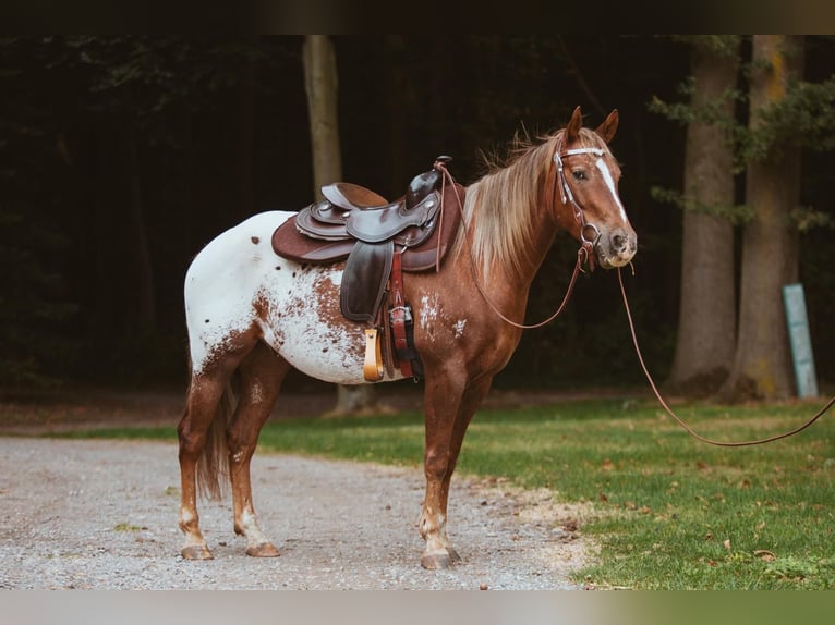 Appaloosa Castrone 8 Anni 148 cm Falbo baio in Reken
