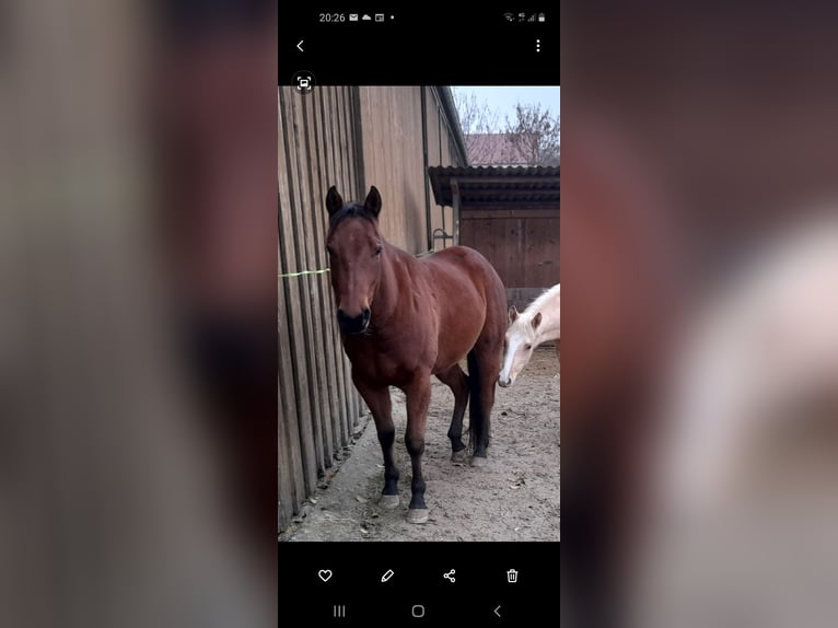 Appaloosa Mix Castrone 8 Anni 150 cm Baio in Bissingen