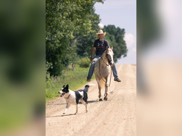 Appaloosa Castrone 8 Anni 152 cm Palomino in Cannon Falls