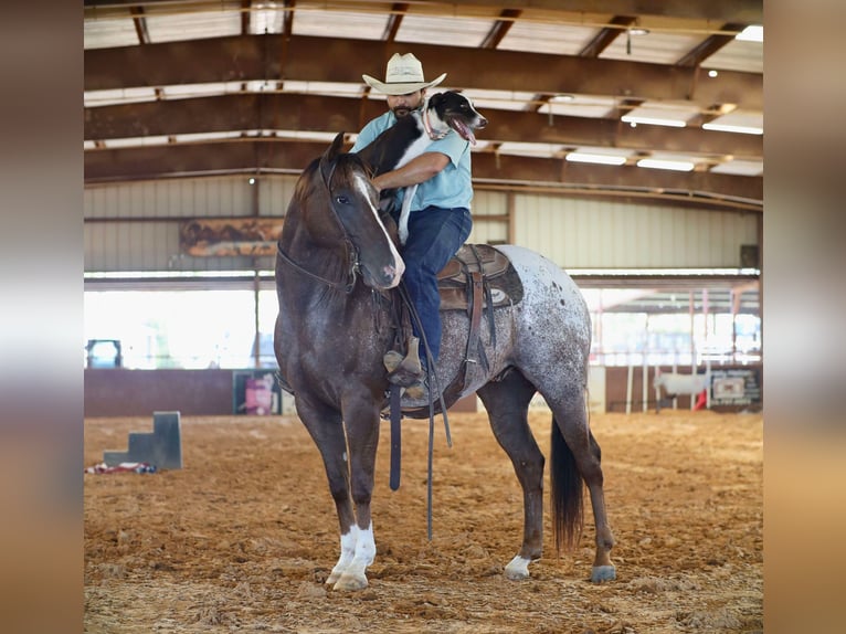 Appaloosa Castrone 8 Anni 152 cm Sauro scuro in Grand Saline