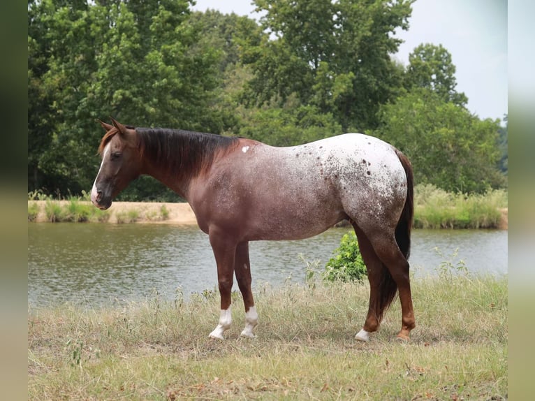 Appaloosa Castrone 8 Anni 152 cm Sauro scuro in Grand Saline