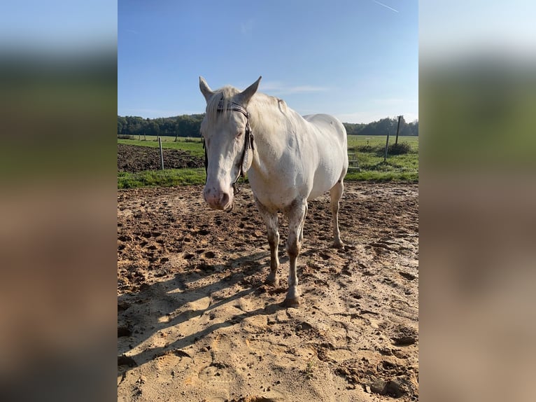 Appaloosa Castrone 8 Anni 154 cm  in Nalbach
