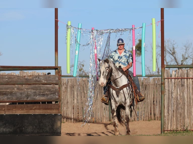 Appaloosa Castrone 8 Anni 155 cm Morello in Lipan TX