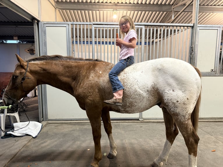 Appaloosa Castrone 8 Anni 157 cm Sauro scuro in Baxter Springs