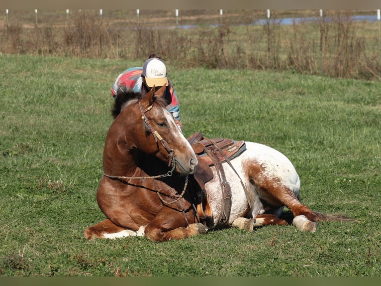 Appaloosa Castrone 8 Anni 157 cm Sauro scuro in Baxter Springs