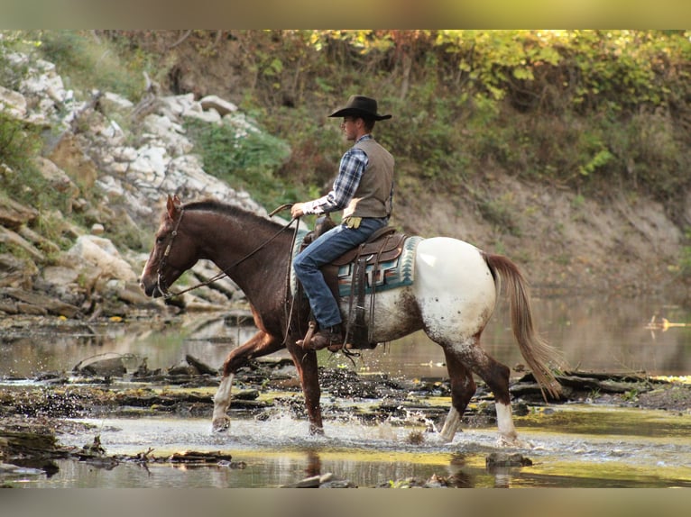 Appaloosa Castrone 8 Anni 157 cm Sauro scuro in Baxter Springs Appaloosa Castrone 8 Anni 157 cm Sauro scuro in Baxter Springs