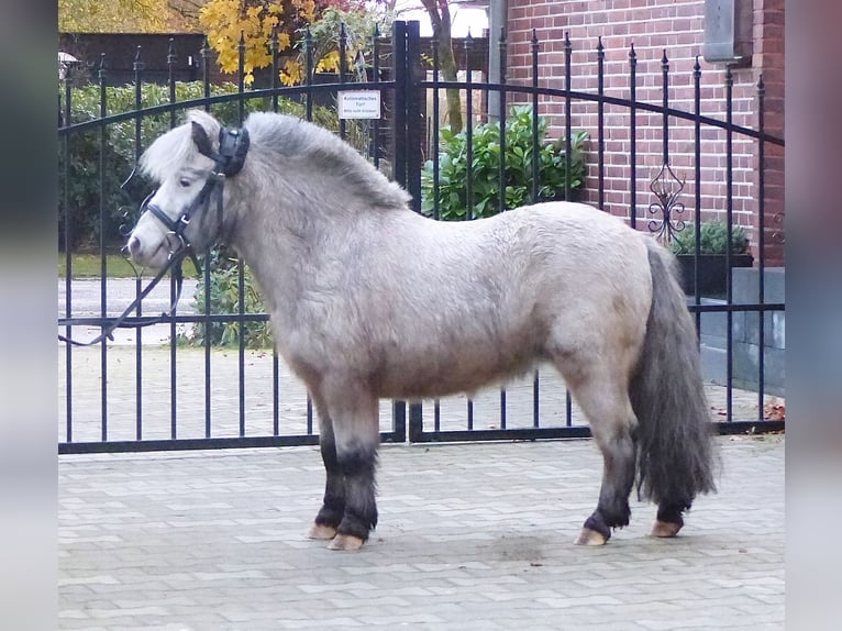 Appaloosa Castrone 8 Anni 94 cm Pezzato in Halle