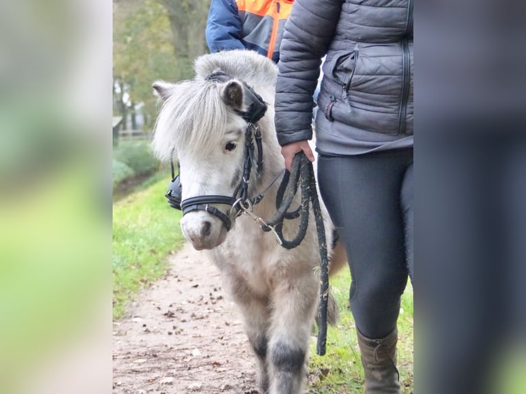 Appaloosa Castrone 8 Anni 94 cm Pezzato in Halle