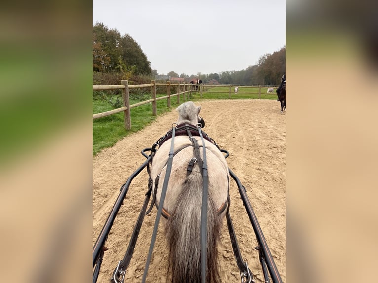 Appaloosa Castrone 8 Anni 94 cm Pezzato in Halle