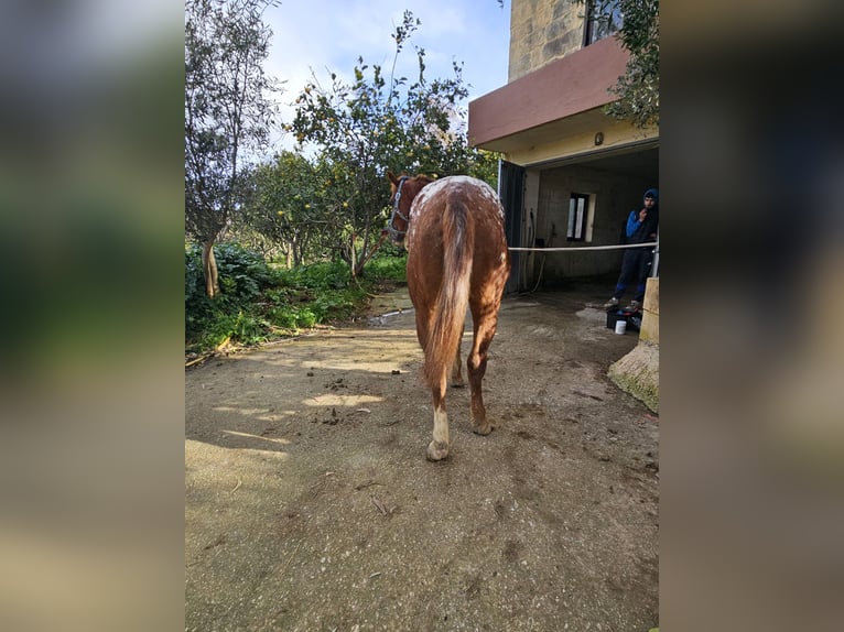 Appaloosa Castrone 8 Anni Baio in Rabat