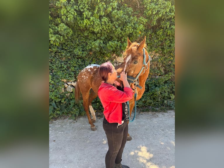 Appaloosa Castrone 8 Anni Baio in Rabat