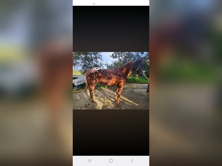 Appaloosa Castrone 8 Anni Baio in Rabat