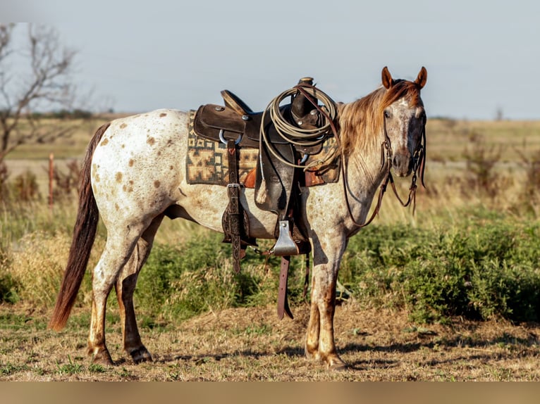 Appaloosa Castrone 8 Anni Roano rosso in Ryan
