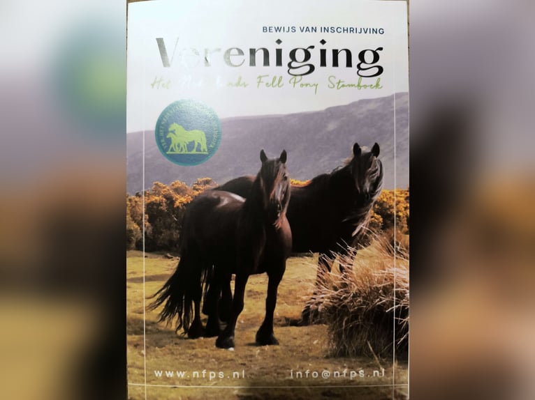 Appaloosa Castrone 9 Anni 107 cm Leopard in Averbode