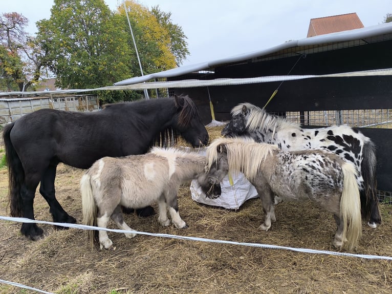 Appaloosa Castrone 9 Anni 107 cm Leopard in Averbode