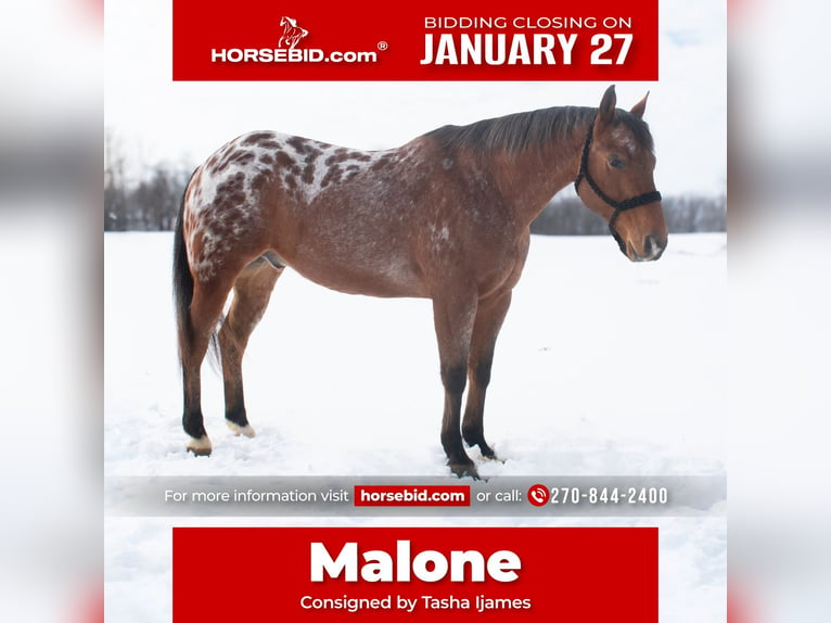 Appaloosa Castrone 9 Anni 145 cm Baio ciliegia in Henderson, KY