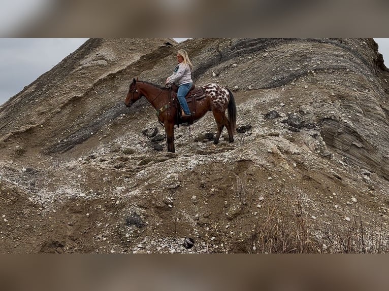 Appaloosa Castrone 9 Anni 145 cm Baio ciliegia in Henderson, KY