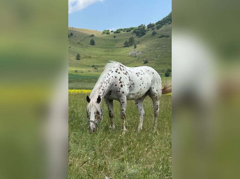 Appaloosa Castrone 9 Anni 149 cm Leopard in Paganica Aq