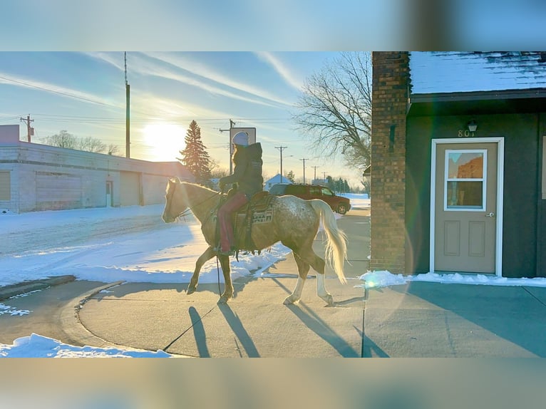 Appaloosa Castrone 9 Anni 150 cm Palomino in Corsica, SD