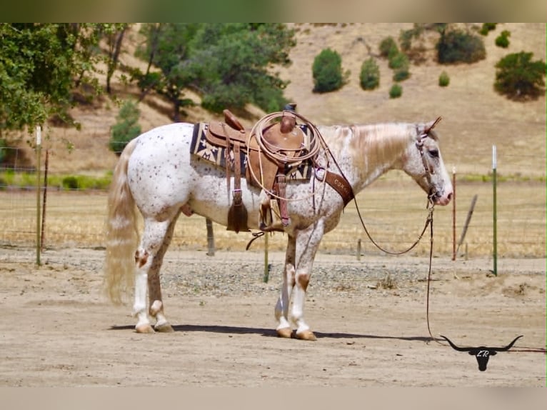 Appaloosa Castrone 9 Anni 150 cm Sauro ciliegia in Tres Pinos