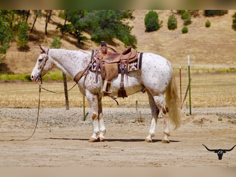 Appaloosa Castrone 9 Anni 150 cm Sauro ciliegia in Tres Pinos