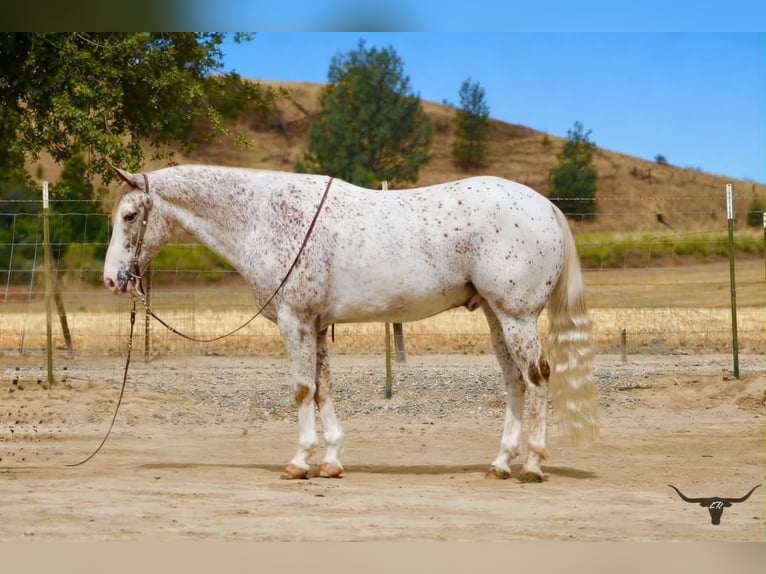Appaloosa Castrone 9 Anni 150 cm Sauro ciliegia in Tres Pinos