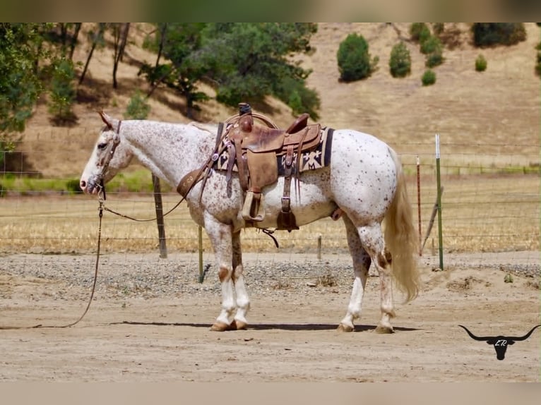Appaloosa Castrone 9 Anni 150 cm Sauro ciliegia in Tres Pinos