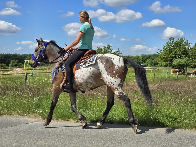 Appaloosa Castrone 9 Anni 151 cm Leopard in Linkenbach