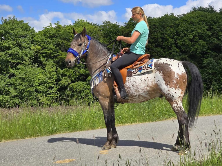 Appaloosa Castrone 9 Anni 151 cm Leopard in Linkenbach