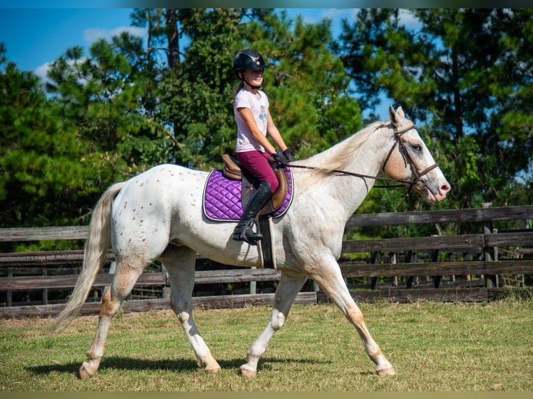 Appaloosa Castrone 9 Anni 155 cm Palomino in Ocala