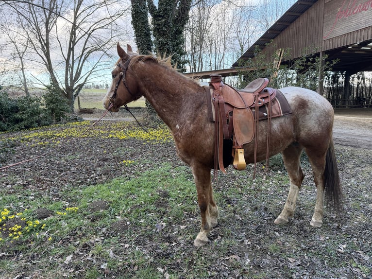 Appaloosa Castrone 9 Anni 158 cm  in Sonnberg