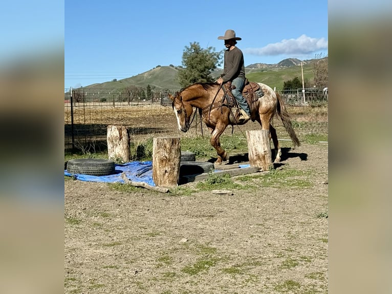 Appaloosa Castrone 9 Anni Roano rosso in Tres Pinos