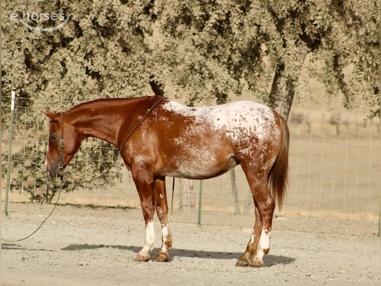 Appaloosa Castrone 9 Anni Sauro ciliegia in Tres Pinos