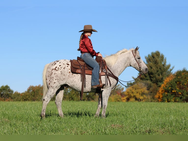 Appaloosa Castrone 9 Anni Sauro scuro in Clarion
