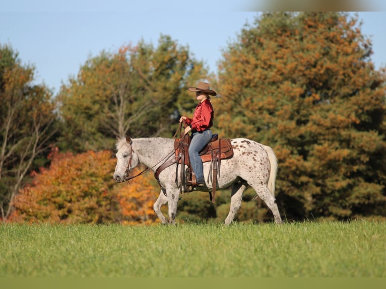 Appaloosa Castrone 9 Anni Sauro scuro in Clarion