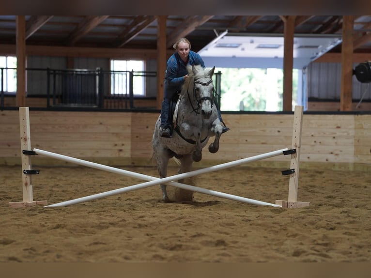 Appaloosa Castrone 9 Anni Sauro scuro in Clarion