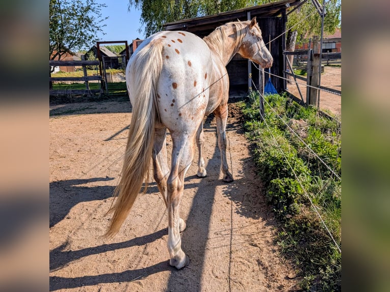 Appaloosa Étalon 10 Ans 158 cm Isabelle in Brand