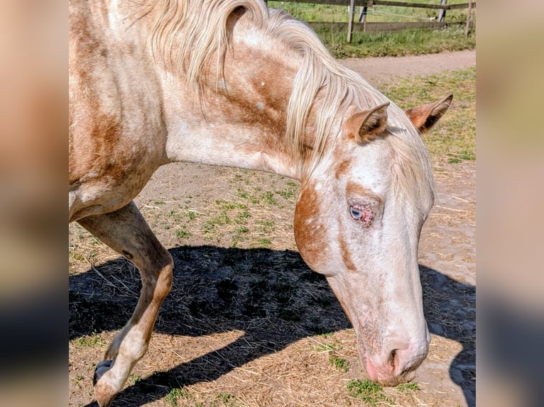 Appaloosa Étalon 10 Ans 158 cm Isabelle in Brand