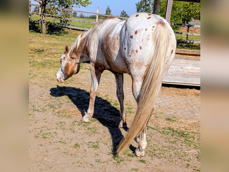 Appaloosa Étalon 10 Ans 158 cm Isabelle in Brand