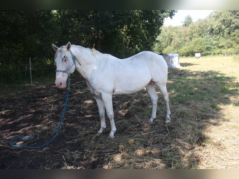 Appaloosa Étalon 14 Ans 157 cm Bai in Gnarrenburg