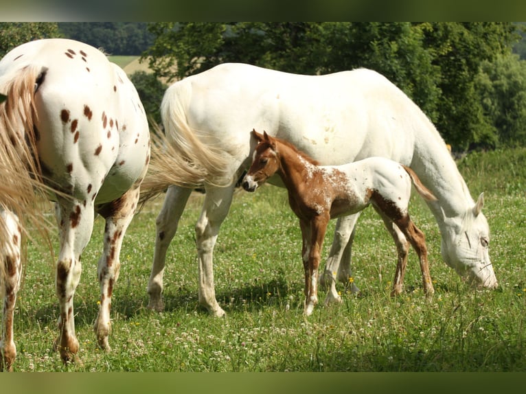 Appaloosa Étalon 14 Ans 163 cm Léopard in Kirtorf