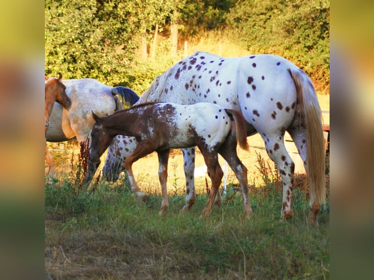 Appaloosa Étalon 14 Ans 163 cm Léopard in Kirtorf