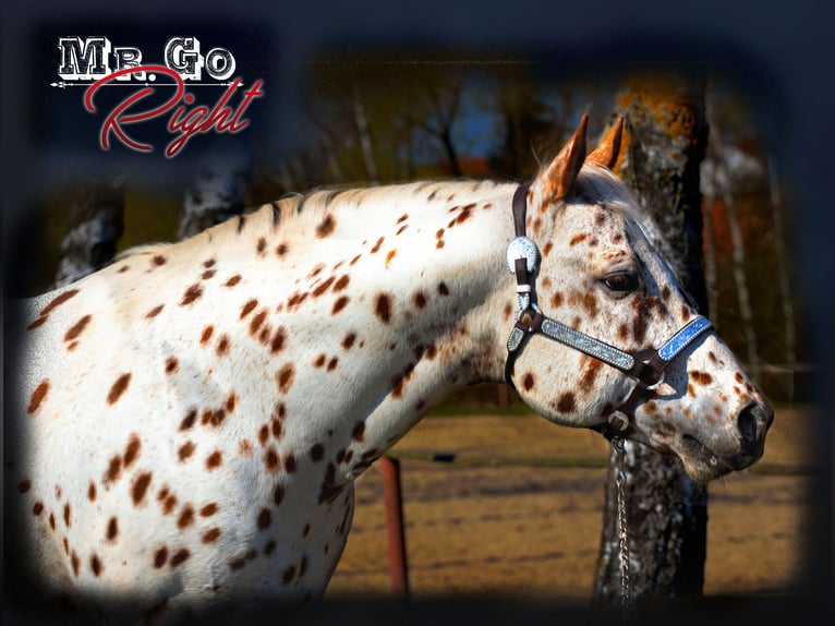 Appaloosa Étalon 14 Ans 163 cm Léopard in Kirtorf