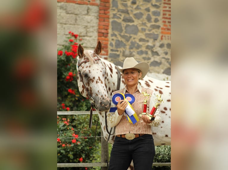 Appaloosa Étalon 14 Ans 163 cm Léopard in Kirtorf