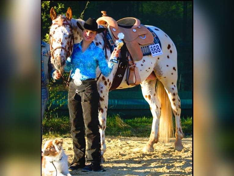 Appaloosa Étalon 14 Ans 163 cm Léopard in Kirtorf